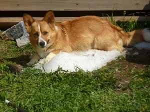Finnegan on a pile of hail